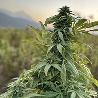 Paktia (Afghan Seed Connection) Regularne