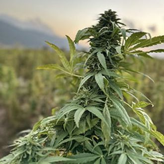 Paktia (Afghan Seed Connection) Regularne