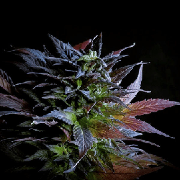 Herat (Afghan Seed Connection) Regularne