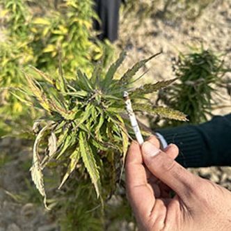 Parwan (Afghan Seed Connection) regularne