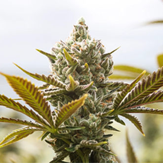 Panjshir Real Kush (Afghan Seed Connection) Regularne