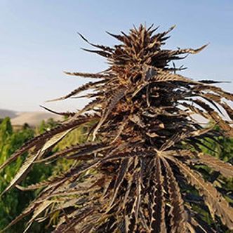 Kandahar (Afghan Seed Connection) regularne