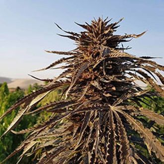 Kandahar (Afghan Seed Connection) regularne
