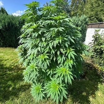 Logar (Afghan Seed Connection) regularne