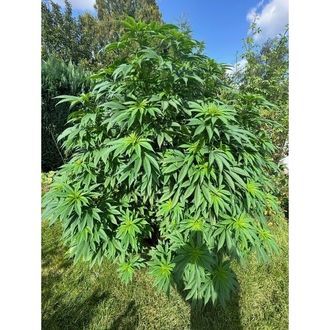 Logar (Afghan Seed Connection) regularne