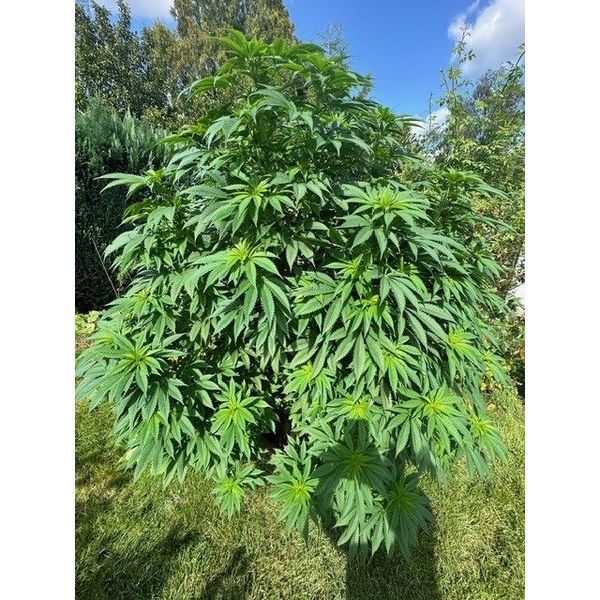 Logar (Afghan Seed Connection) regularne