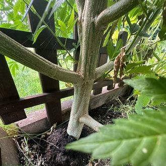 Logar (Afghan Seed Connection) regularne