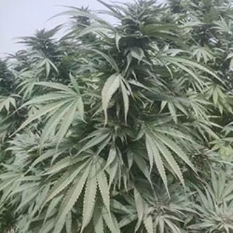 Nimruz (Afghan Seed Connection) Regularne