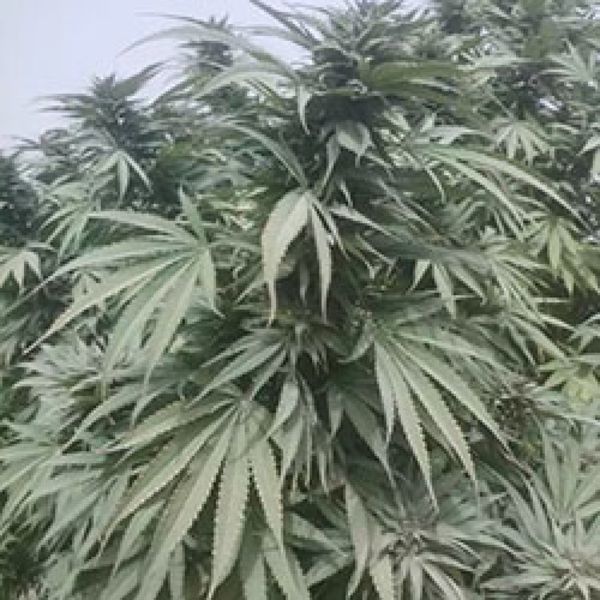 Nimruz (Afghan Seed Connection) Regularne