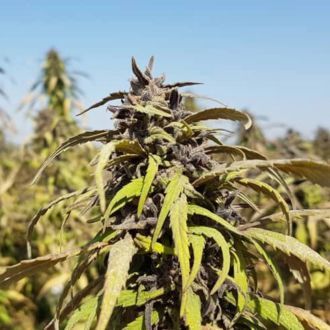 Bamiyan Buddha (Afghan Seed Connection) Regularne