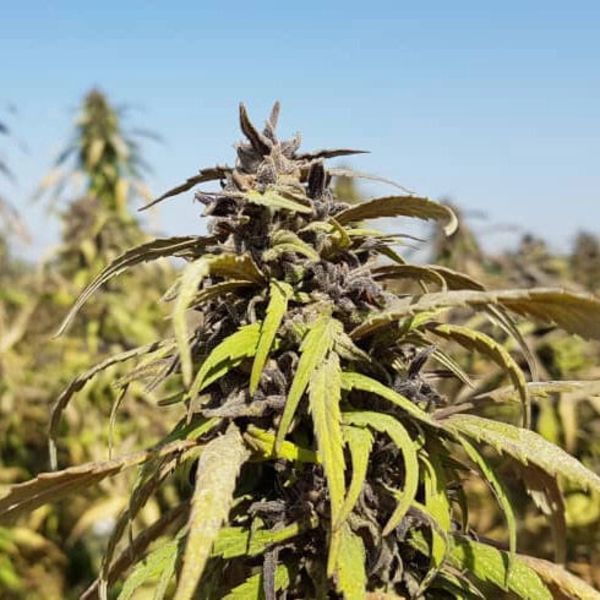 Bamiyan Buddha (Afghan Seed Connection) Regularne