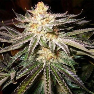 Kabul (Afghan Seed Connection) Regularne