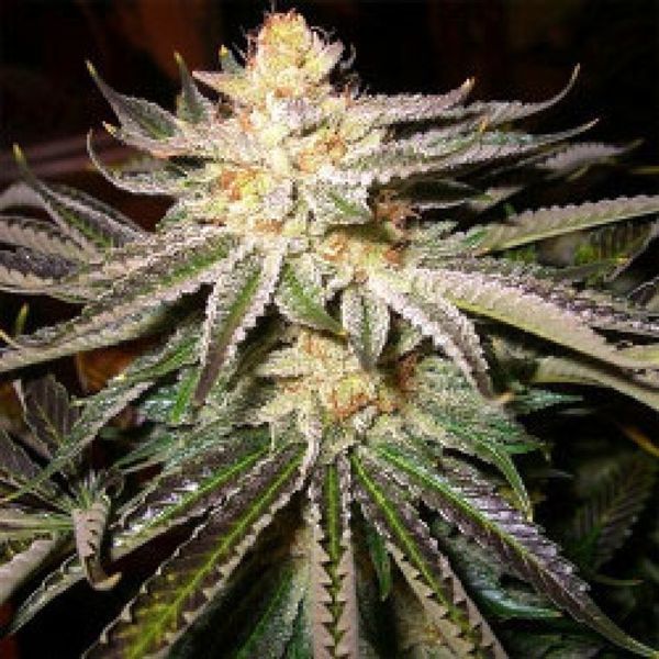 Kabul (Afghan Seed Connection) Regularne