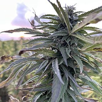 Helmand (Afghan Seed Connection) Regularne