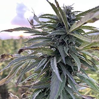 Helmand (Afghan Seed Connection) Regularne