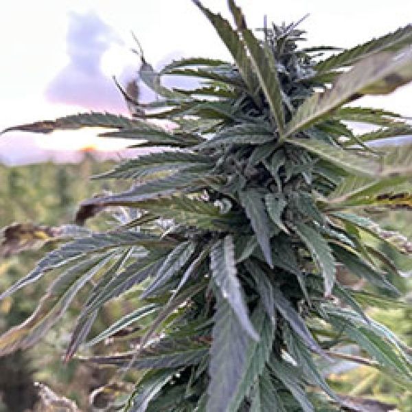 Helmand (Afghan Seed Connection) Regularne