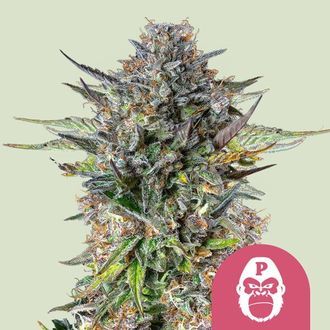 Pink Gorilla (Royal Queen Seeds) feminizowane