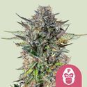 Pink Gorilla (Royal Queen Seeds) feminizowane