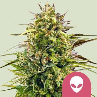 Alien OG (Royal Queen Seeds) feminizowane