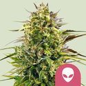 Alien OG (Royal Queen Seeds) feminizowane