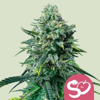 Forbidden Fruit (Royal Queen Seeds) feminizowane