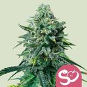 Forbidden Fruit (Royal Queen Seeds) feminizowane