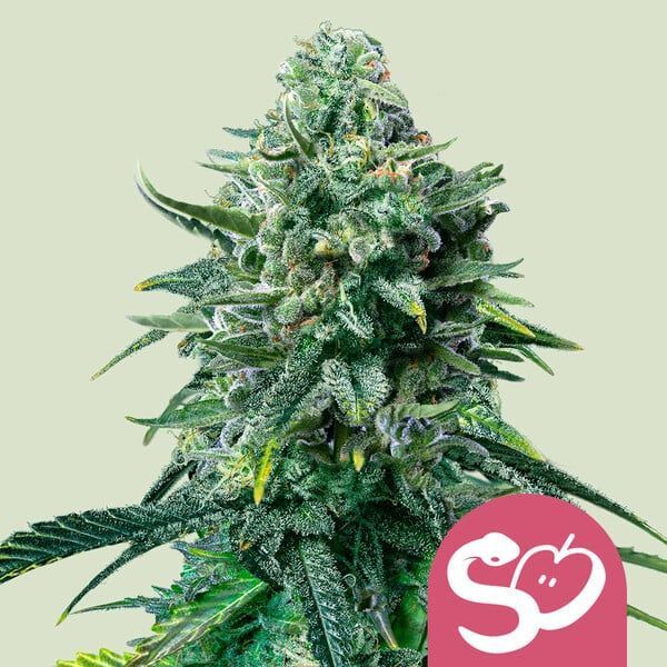 Forbidden Fruit (Royal Queen Seeds) feminizowane