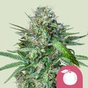 Tangie (Royal Queen Seeds) feminizowane