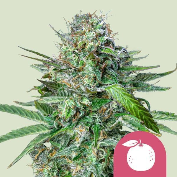 Tangie (Royal Queen Seeds) feminizowane