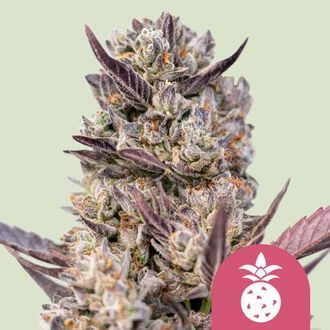 Tropicana Cookies Purple (Royal Queen Seeds) feminizowane