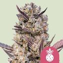 Tropicana Cookies Purple (Royal Queen Seeds) feminizowane