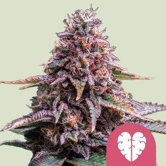 Pink Mist (Royal Queen Seeds) nasiona marihuany feminizowane