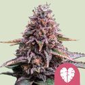 Pink Mist (Royal Queen Seeds) nasiona marihuany feminizowane