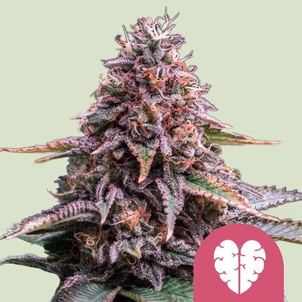Pink Mist (Royal Queen Seeds) nasiona marihuany feminizowane