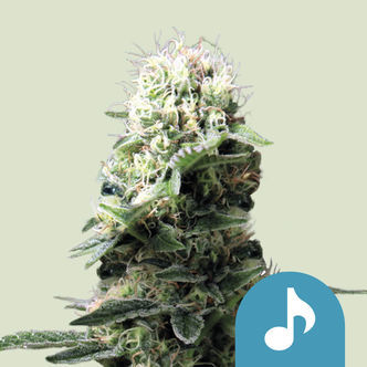 Dance World (Royal Queen Seeds) feminizowane