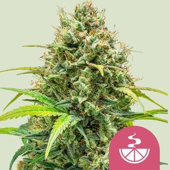 Lemon Skunk (Royal Queen Seeds) feminizowane