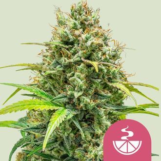 Lemon Skunk (Royal Queen Seeds) feminizowane