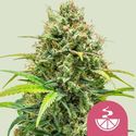 Lemon Skunk (Royal Queen Seeds) feminizowane