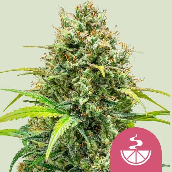 Lemon Skunk (Royal Queen Seeds) feminizowane