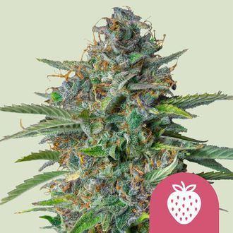 Strawberry Cough (Royal Queen Seeds) feminizowane