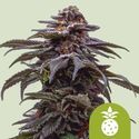 Tropicana Cookies Purple Automat (Royal Queen Seeds) feminizowane