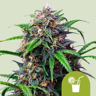 Purple Lemonade Automat (Royal Queen Seeds) feminizowane