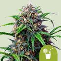 Purple Lemonade Automat (Royal Queen Seeds) feminizowane