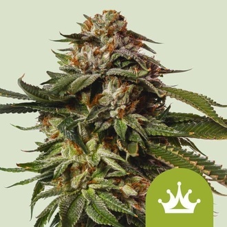 Special Queen 1 Automat (Royal Queen Seeds) nasiona marihuany feminizowane