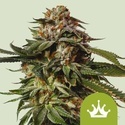 Special Queen 1 Automat (Royal Queen Seeds) nasiona marihuany feminizowane