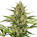 Jack Herer Automat (Sensi Seeds) feminizowane