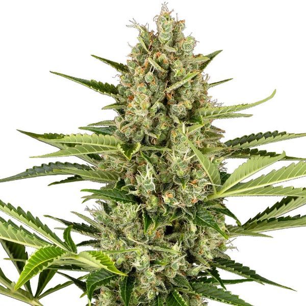 Jack Herer Automat (Sensi Seeds) feminizowane