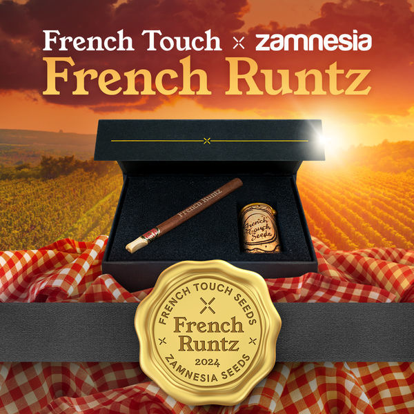 French Runtz (French Touch Seeds x Zamnesia Seeds) feminizowane