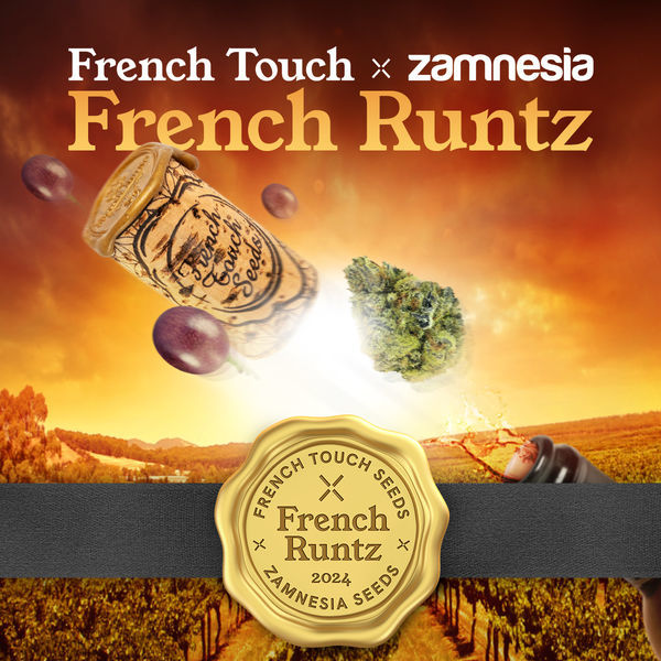 French Runtz (French Touch Seeds x Zamnesia Seeds) feminizowane