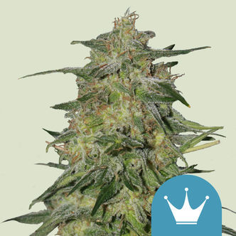 Royal Highness (Royal Queen Seeds) feminizowane